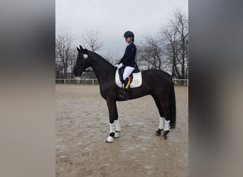 Koń hanowerski, Wałach, 9 lat, 174 cm, Skarogniada