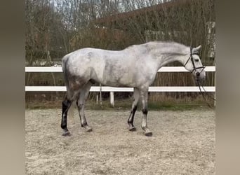 Koń hanowerski, Wałach, 9 lat, 175 cm, Siwa jabłkowita