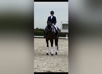 Koń hanowerski, Wałach, 9 lat, 176 cm, Ciemnogniada