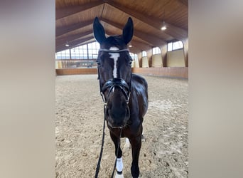 Koń hanowerski, Wałach, 9 lat, 176 cm, Kara