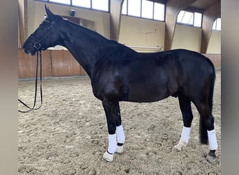 Koń hanowerski, Wałach, 9 lat, 176 cm, Kara