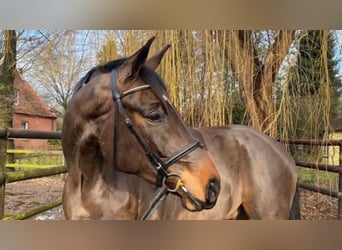 Koń hanowerski, Wałach, 9 lat, 178 cm, Ciemnogniada