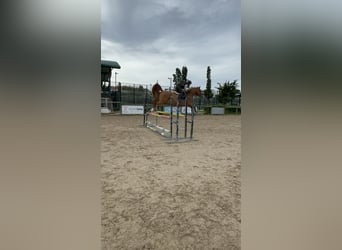 Koń heski, Klacz, 7 lat, 168 cm, Ciemnokasztanowata