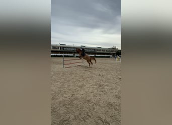 Koń heski, Klacz, 7 lat, 168 cm, Ciemnokasztanowata