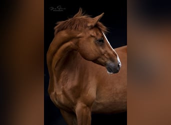 Koń heski, Wałach, 17 lat, 160 cm, Kasztanowata
