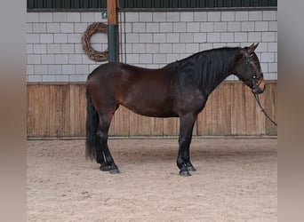 Koń hiszpański sport, Klacz, 10 lat, 158 cm, Ciemnogniada