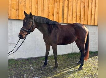 Koń hiszpański sport, Klacz, 10 lat, 160 cm, Gniada