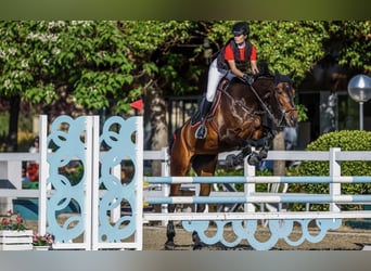 Koń hiszpański sport, Klacz, 10 lat, Ciemnogniada