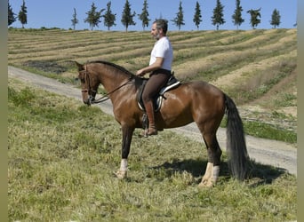 Koń hiszpański sport Mix, Klacz, 11 lat, 161 cm, Gniada
