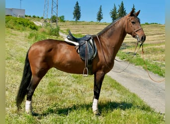 Koń hiszpański sport, Klacz, 11 lat, 161 cm, Gniada