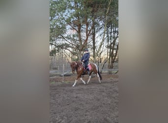 Koń hiszpański sport, Klacz, 12 lat, 160 cm, Kasztanowata