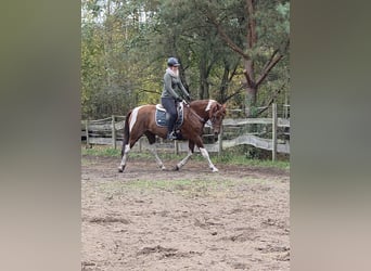 Koń hiszpański sport, Klacz, 12 lat, 160 cm, Kasztanowata