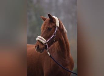 Koń hiszpański sport, Klacz, 12 lat, 160 cm, Kasztanowata