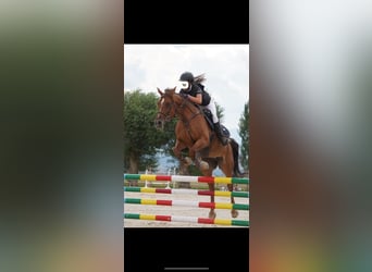 Koń hiszpański sport, Klacz, 13 lat, 148 cm, Kasztanowata