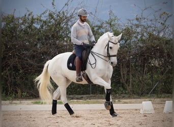 Koń hiszpański sport, Klacz, 13 lat, 165 cm, Siwa