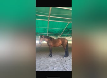 Koń hiszpański sport Mix, Klacz, 15 lat, 155 cm, Gniada