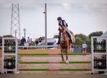 Koń hiszpański sport, Klacz, 16 lat, Kasztanowata
