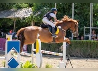 Koń hiszpański sport, Klacz, 16 lat, Kasztanowata