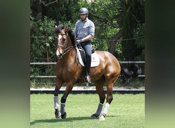 Koń hiszpański sport, Klacz, 18 lat, 170 cm, Gniada