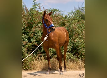 Koń hiszpański sport, Klacz, 1 Rok, 145 cm, Ciemnogniada
