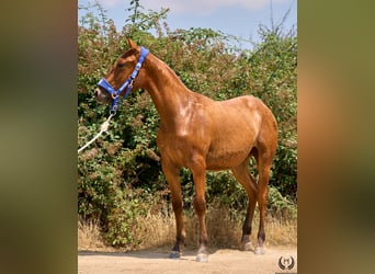 Koń hiszpański sport, Klacz, 1 Rok, 145 cm, Ciemnogniada