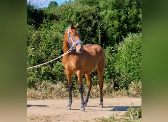 Koń hiszpański sport, Klacz, 1 Rok, 150 cm, Gniada