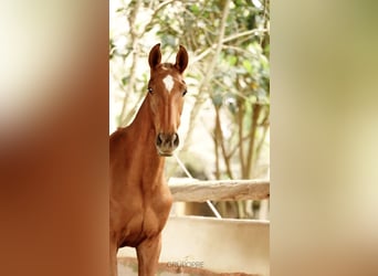 Koń hiszpański sport, Klacz, 1 Rok, 165 cm, Kasztanowata