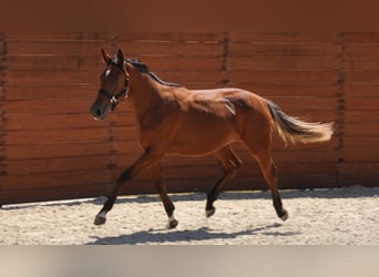 Koń hiszpański sport, Klacz, 1 Rok, Gniada