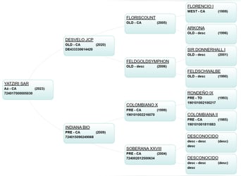 Koń hiszpański sport, Klacz, 2 lat, 155 cm, Ciemnokasztanowata