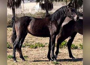 Koń hiszpański sport, Klacz, 2 lat, 163 cm, Siwa