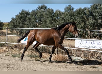 Koń hiszpański sport, Klacz, 2 lat, 165 cm, Gniada