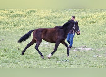 Koń hiszpański sport, Klacz, 3 lat, 160 cm, Gniada