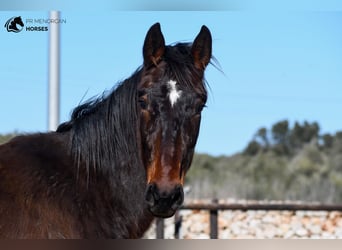 Koń hiszpański sport, Klacz, 4 lat, 160 cm, Gniada