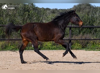 Koń hiszpański sport, Klacz, 4 lat, 160 cm, Gniada