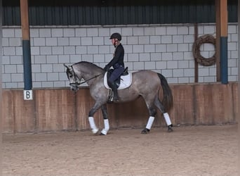 Koń hiszpański sport, Klacz, 4 lat, 160 cm, Może być siwy
