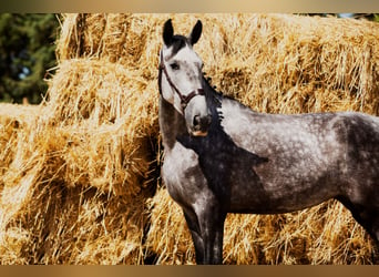 Koń hiszpański sport, Klacz, 4 lat, 169 cm, Siwa