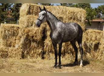 Koń hiszpański sport, Klacz, 4 lat, 169 cm, Siwa