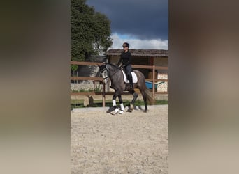 Koń hiszpański sport, Klacz, 4 lat, Siwa