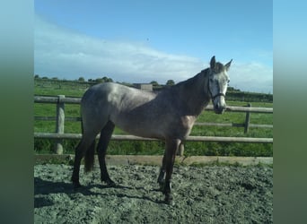 Koń hiszpański sport, Klacz, 5 lat, 152 cm, Siwa w hreczce