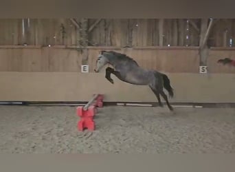 Koń hiszpański sport, Klacz, 5 lat, 152 cm, Siwa w hreczce