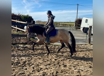 Koń hiszpański sport, Klacz, 5 lat, 155 cm, Bułana