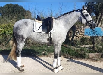 Koń hiszpański sport, Klacz, 5 lat, 164 cm