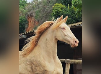 Koń hiszpański sport, Klacz, 5 lat, 165 cm, Cremello