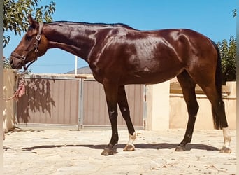 Koń hiszpański sport, Klacz, 5 lat, 165 cm, Gniada