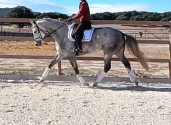 Koń hiszpański sport, Klacz, 5 lat, 168 cm, Siwa