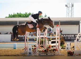 Koń hiszpański sport, Klacz, 6 lat, 156 cm, Gniada