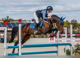 Koń hiszpański sport, Klacz, 6 lat, 160 cm, Ciemnogniada