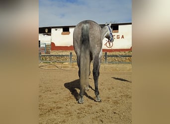 Koń hiszpański sport, Klacz, 6 lat, 164 cm, Siwa