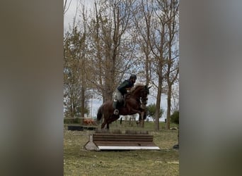 Koń hiszpański sport, Klacz, 6 lat, 165 cm, Kasztanowata