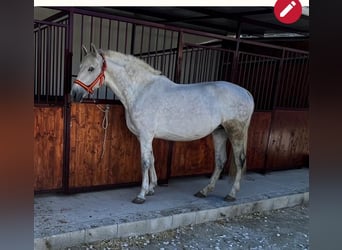 Koń hiszpański sport, Klacz, 6 lat, 168 cm, Siwa